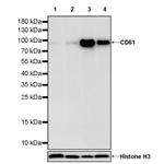 CD61 Recombinant Rabbit mAb (S-2515-6) pictures
