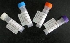 驴抗羊IgG (免疫血清)