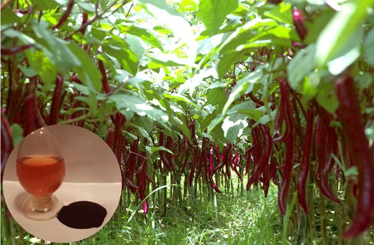 EDDHA-FE螯合铁厂家直供