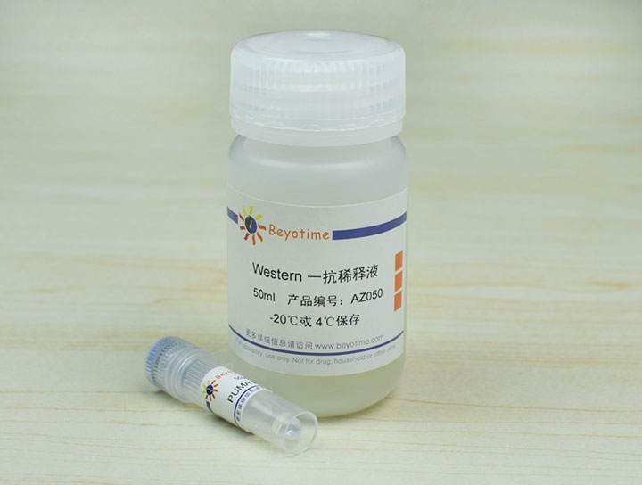 PUMA Polyclonal Antibod