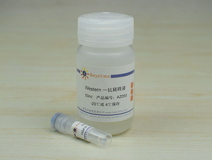 HSP27 RABBIT POLYCLONAL ANTIBODY