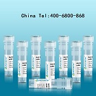 C-C趋化因子7 多克隆抗体