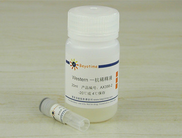 XIAP Antibody