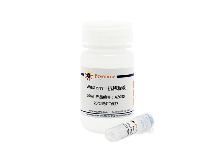 PARP (裂解) 单克隆抗体