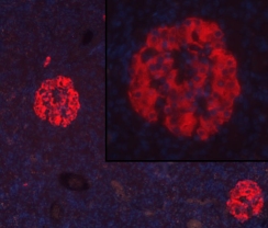 INSULIN RABBIT MONOCLONAL ANTIBODY