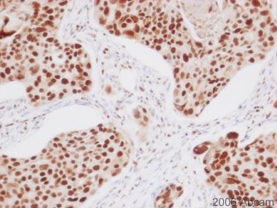 HDAC1 多克隆抗体