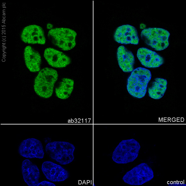HDAC2鼠单克隆抗体
