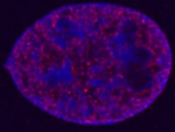 组蛋白 H2A.Z 兔单克隆抗体