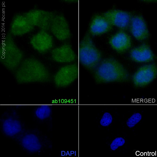兔抗PRMT5多克隆抗体