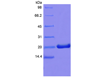 Recombinant Murine Prolactin