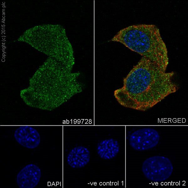 CDK4抗体(小鼠单抗)