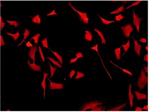 CDK6抗体(小鼠单抗)