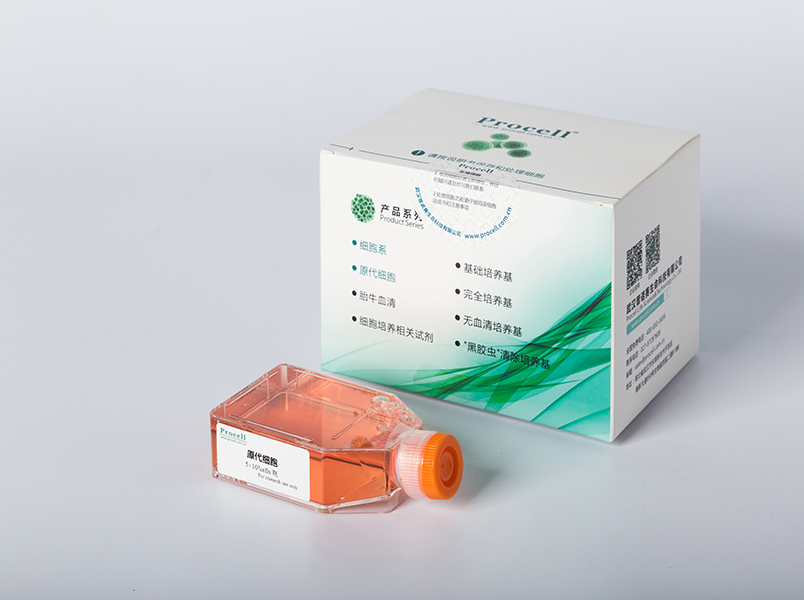 兔视网膜色素上皮细胞