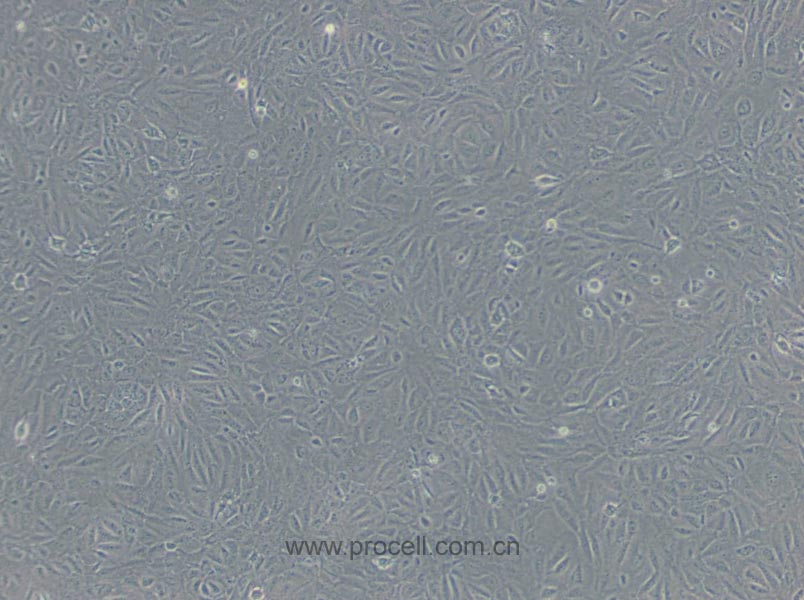 BRL 3A 大鼠肝细胞