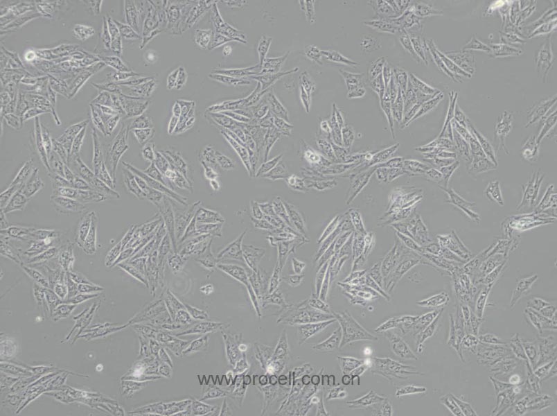 H9c2(2-1) 大鼠心肌细胞