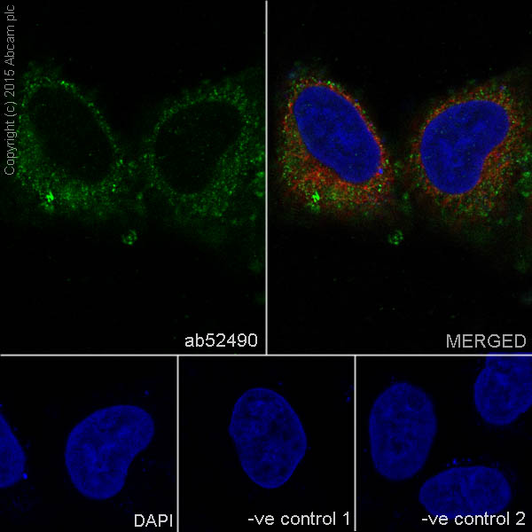 MOESIN 兔单克隆抗体