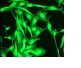 CORTACTIN 兔单克隆抗体