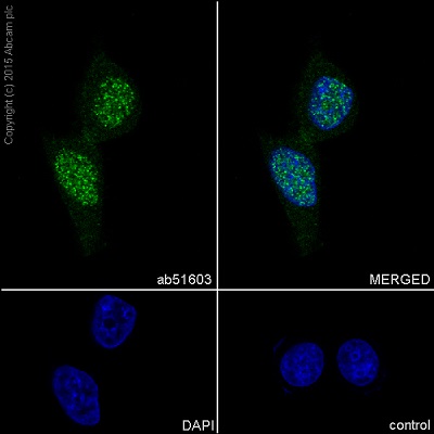 DYNLL1 兔单克隆抗体