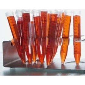 NCRNA00174蛋白抗体