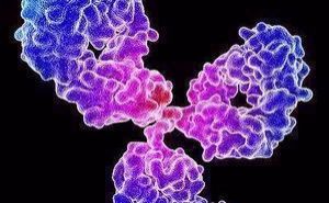 转录阻抑蛋白CTCF抗体