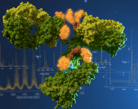 抗体偶联药物服务（ADCs）