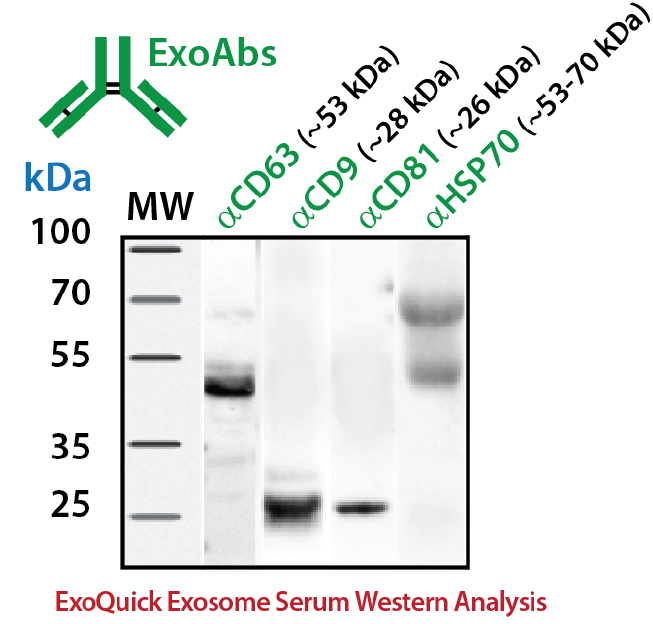 外泌体MARKER抗体(一抗)