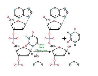 甲酰胺嘧啶-DNA糖基化酶(Fpg)