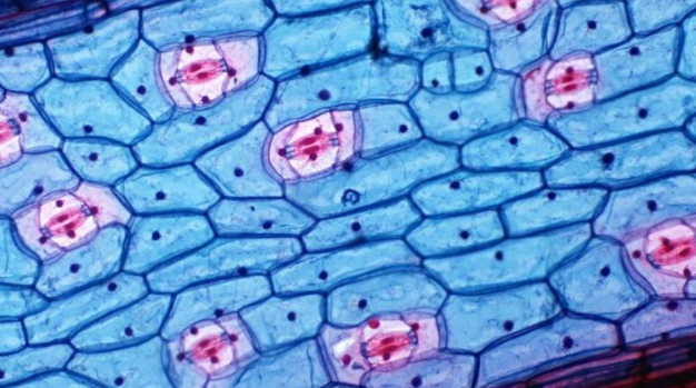 CCK8细胞增殖与毒性检测试剂