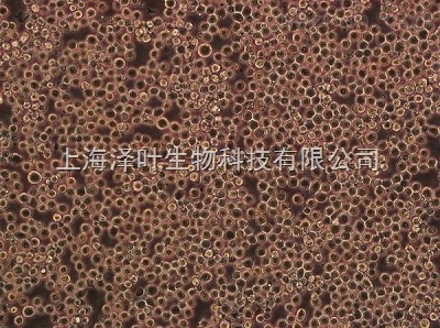 RBL-1(大鼠嗜碱性粒细胞性白血病细胞)