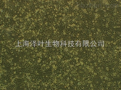 H9C2(2-1) 大鼠心肌细胞