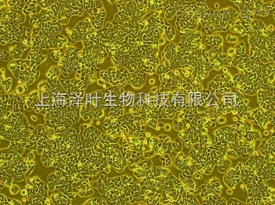 BV2 小鼠小胶质细胞