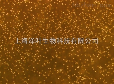 OKT11 小鼠杂交瘤细胞（抗CD2）