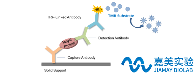 酶联免疫ELISA检测