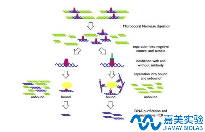 核染色质免疫共沉淀CHIP