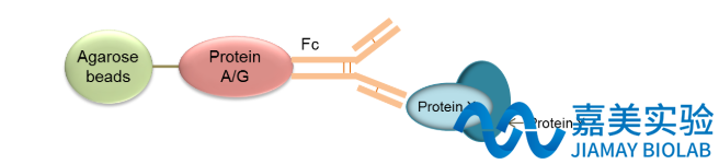 免疫共沉淀IP/COIP