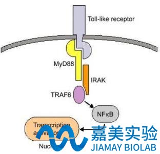 NF-KB P65活性检测