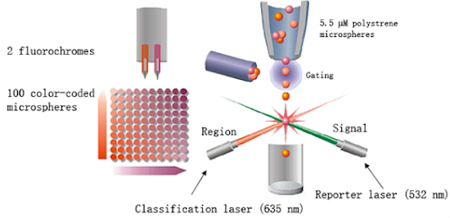 LUMINEX多因子检测