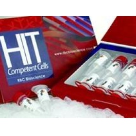 GV3101(pSoup-p19)感受态细胞