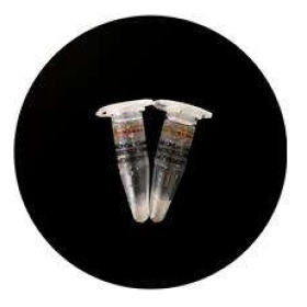 GV3101(pSoup)感受态细胞