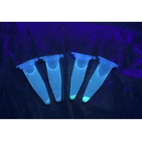 AGL1(PSOUP)感受态细胞