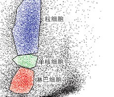 固定&通透试剂盒