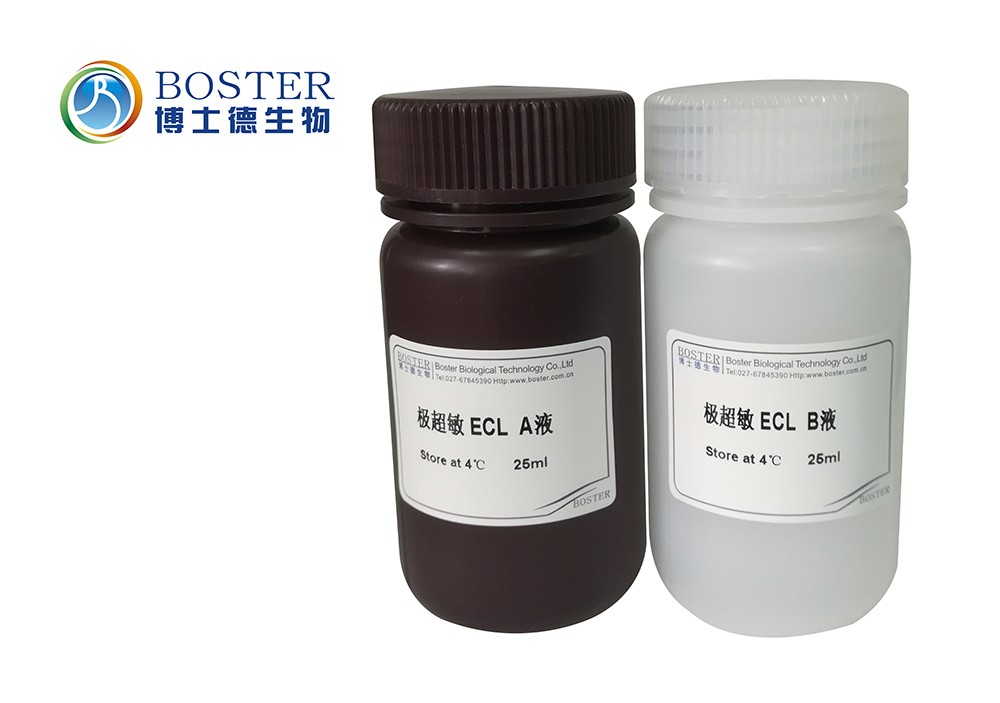 极超敏ECL化学发光即用型底物