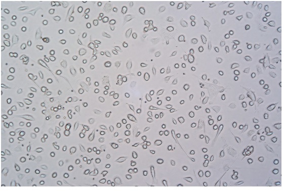 大鼠骨髓内皮祖细胞（EPC）
