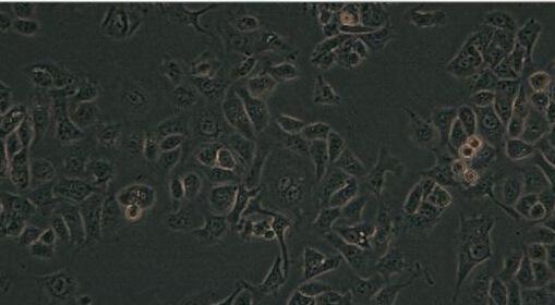 RTE(大鼠气管上皮细胞)