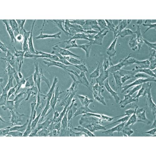 人原代髓核细胞