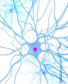 轴突生长因子CD108抗体