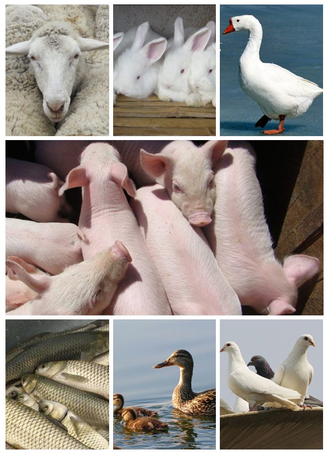 厂家直供供应饲料添加剂硫酸钙（石膏）