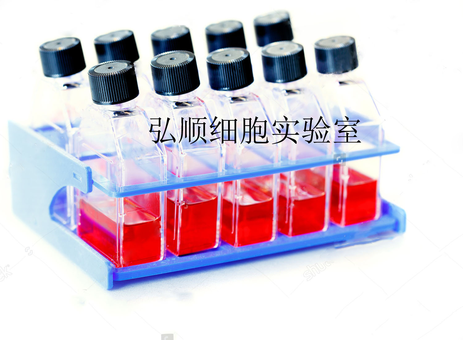 MAVER-1细胞：人淋巴细胞瘤细胞