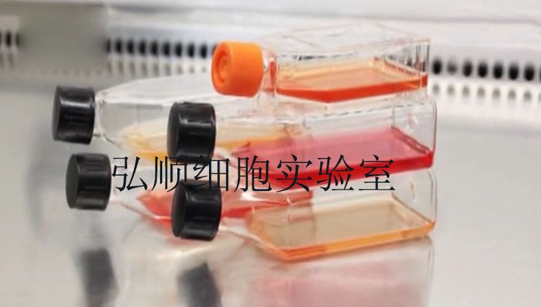 HUASMC细胞：人脐动脉平滑肌细胞