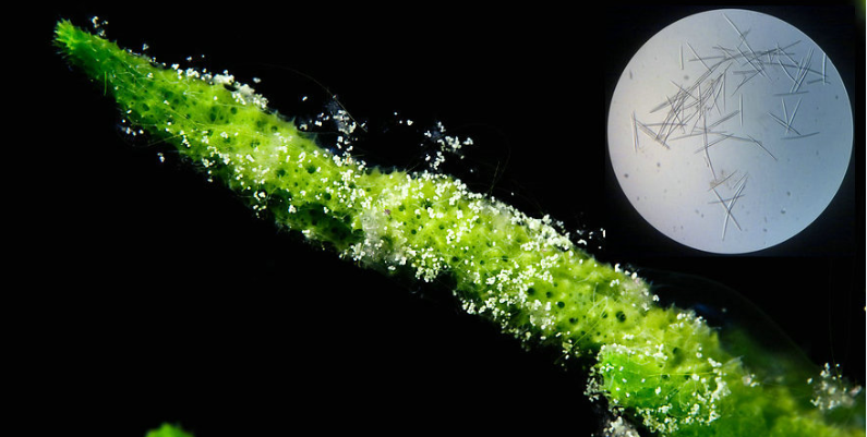 海绵水解甙微针